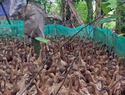 Desa Sukanegara Masuk Nominasi Desa Brilian 40 Besar se Indonesia Pimpinan Ahmad Yani