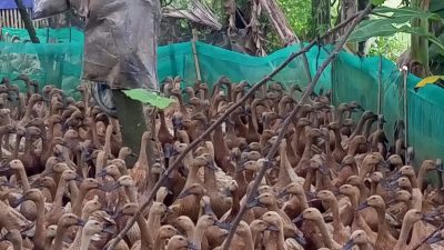 Desa Sukanegara Masuk Nominasi Desa Brilian 40 Besar se Indonesia Pimpinan Ahmad Yani